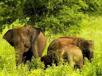 Sri lanka